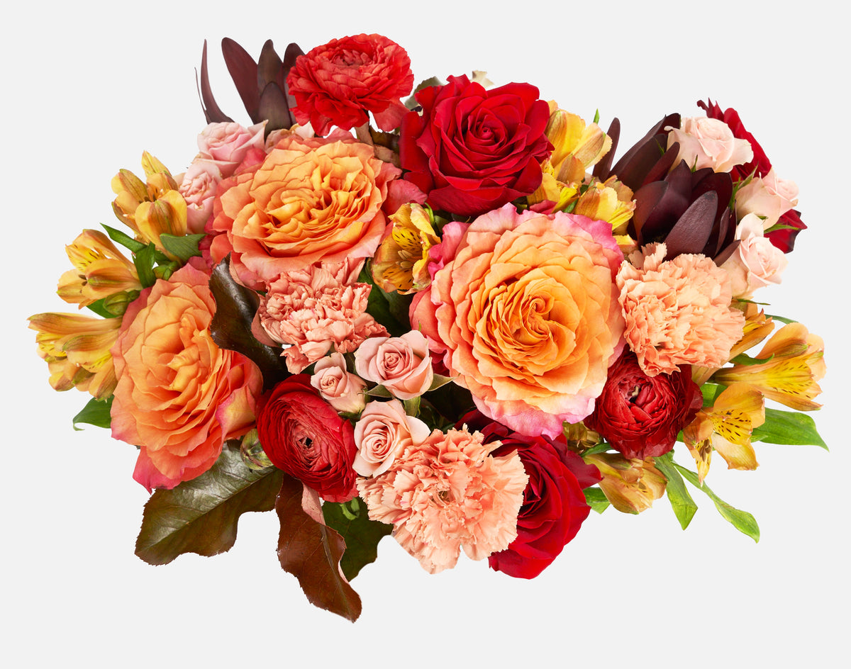 The Fiery Rose