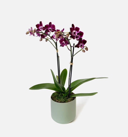 The Signature Orchid