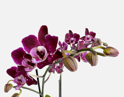 The Signature Orchid