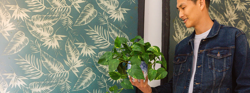 Top Plants for Home Wellness