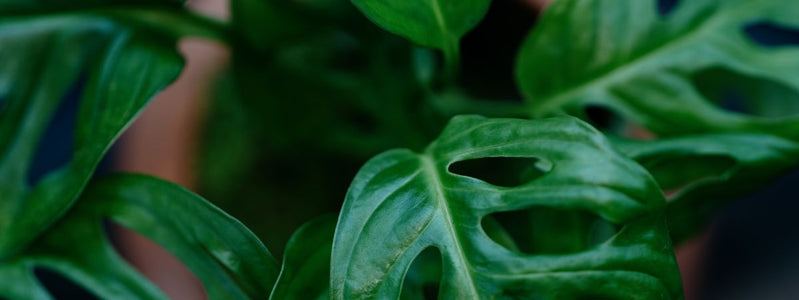 Close up of The Demeter plant on UrbanStems