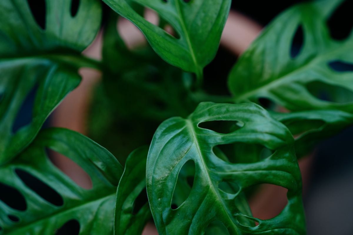 Close up of The Demeter plant on UrbanStems