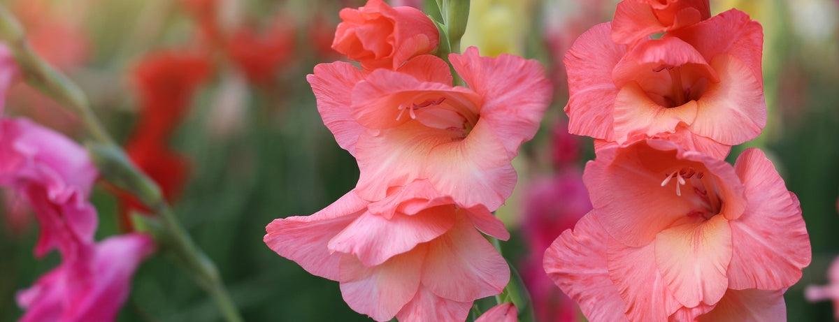 Close up on gladioli flowers