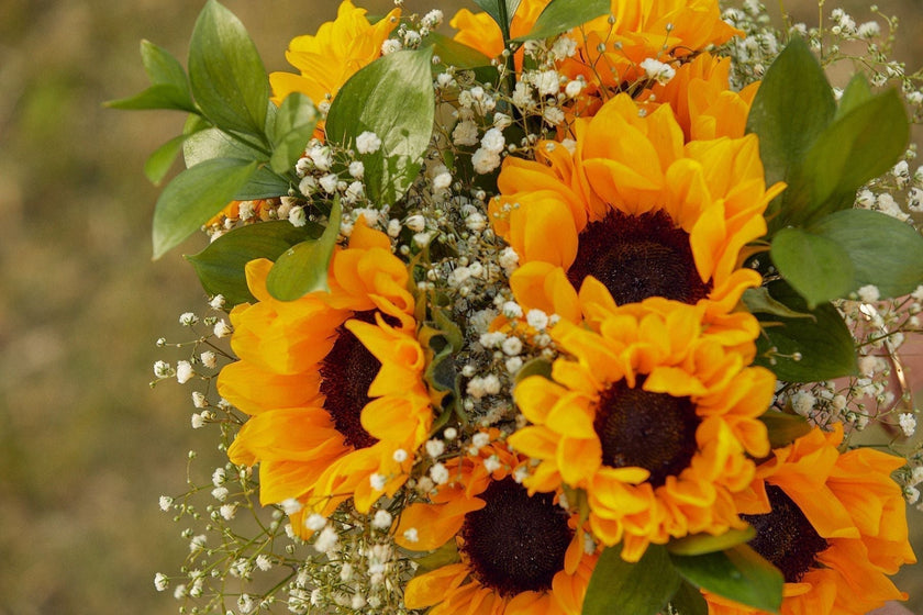 Close up of a bouquet of sunflowers.