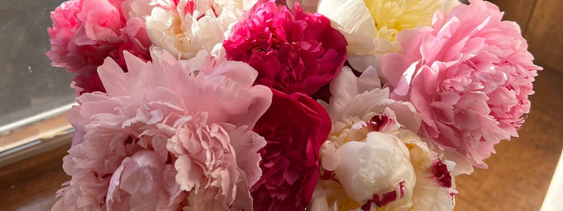 Close up of pink peony flowers for Valentines Day