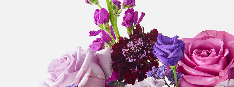 A Guide to February Birth Flowers