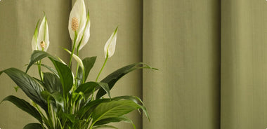 Top 5 Best Mother's Day Plants in 2026
