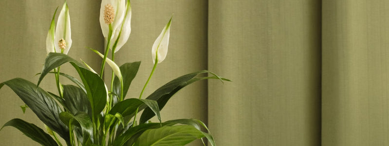 Top 5 Best Mother's Day Plants in 2026