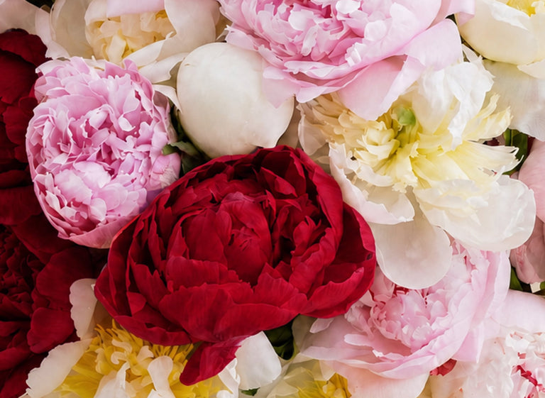 The Alaskan Peony