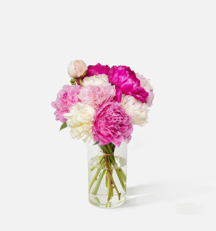 The Alaskan Peony