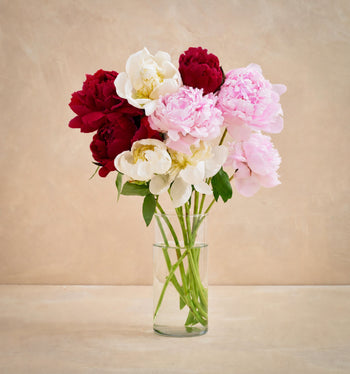 The Alaskan Peony
