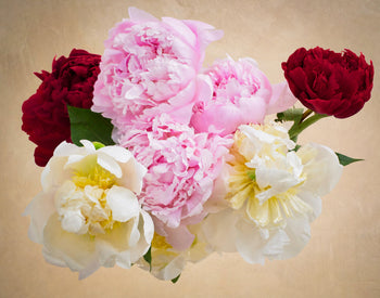The Alaskan Peony