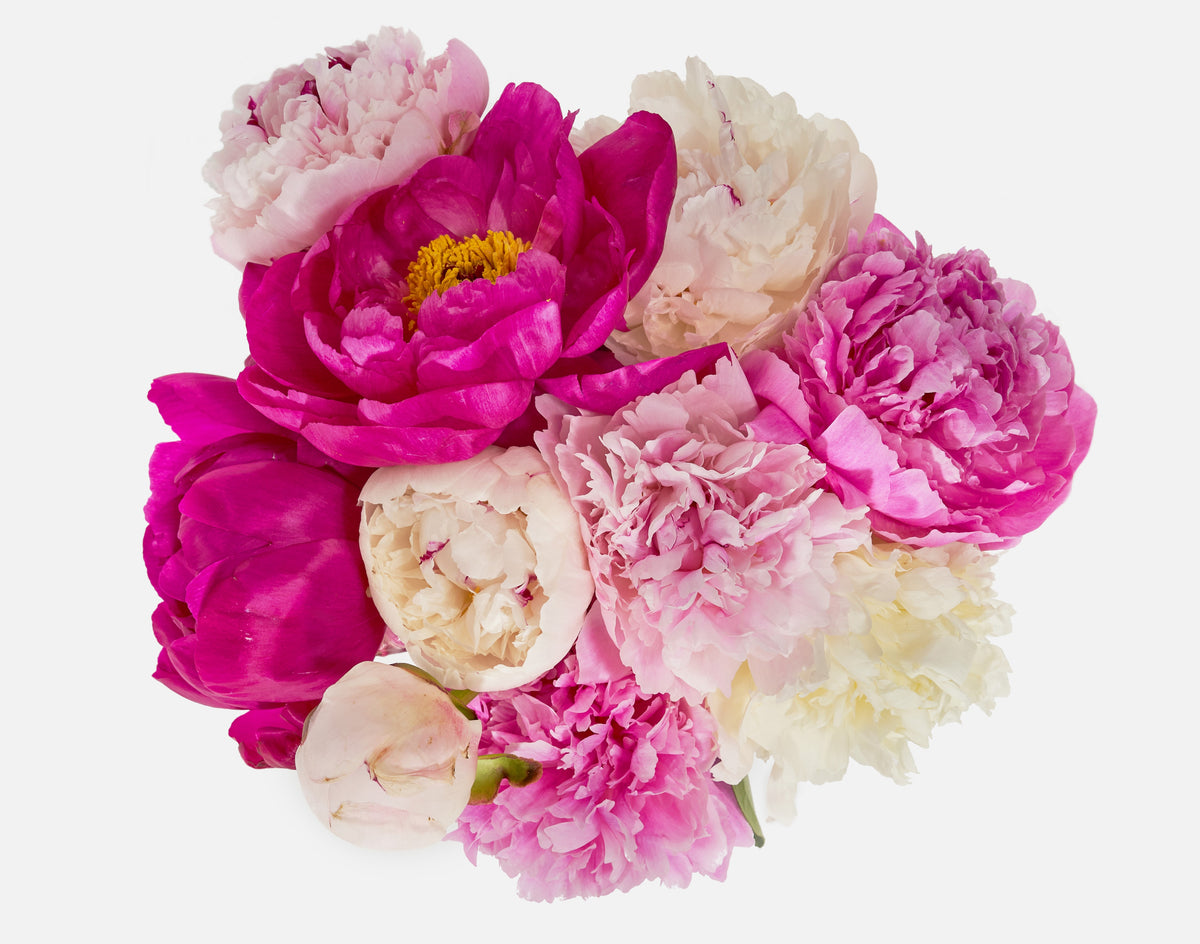 The Alaskan Peony