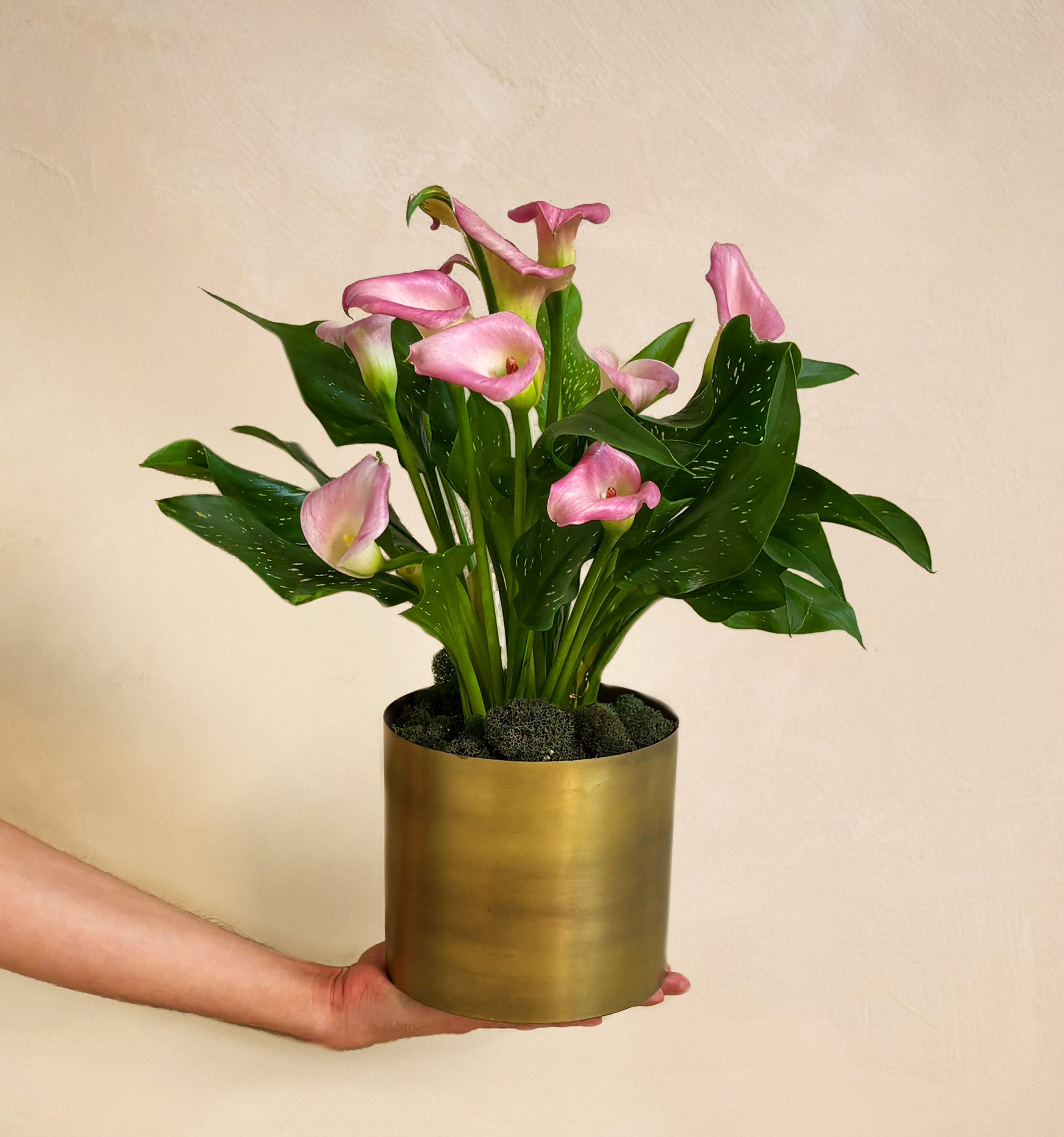 UrbanStems The Blushing Beauty - Thumbnail 4