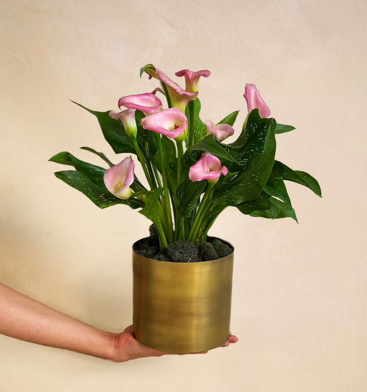 Hand holding a potted plant with pink flowers against a beige background