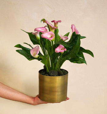 Hand holding a potted plant with pink flowers against a beige background