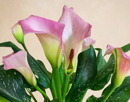 blush lily flower Pink Flowering Plant - The Blushing Beauty