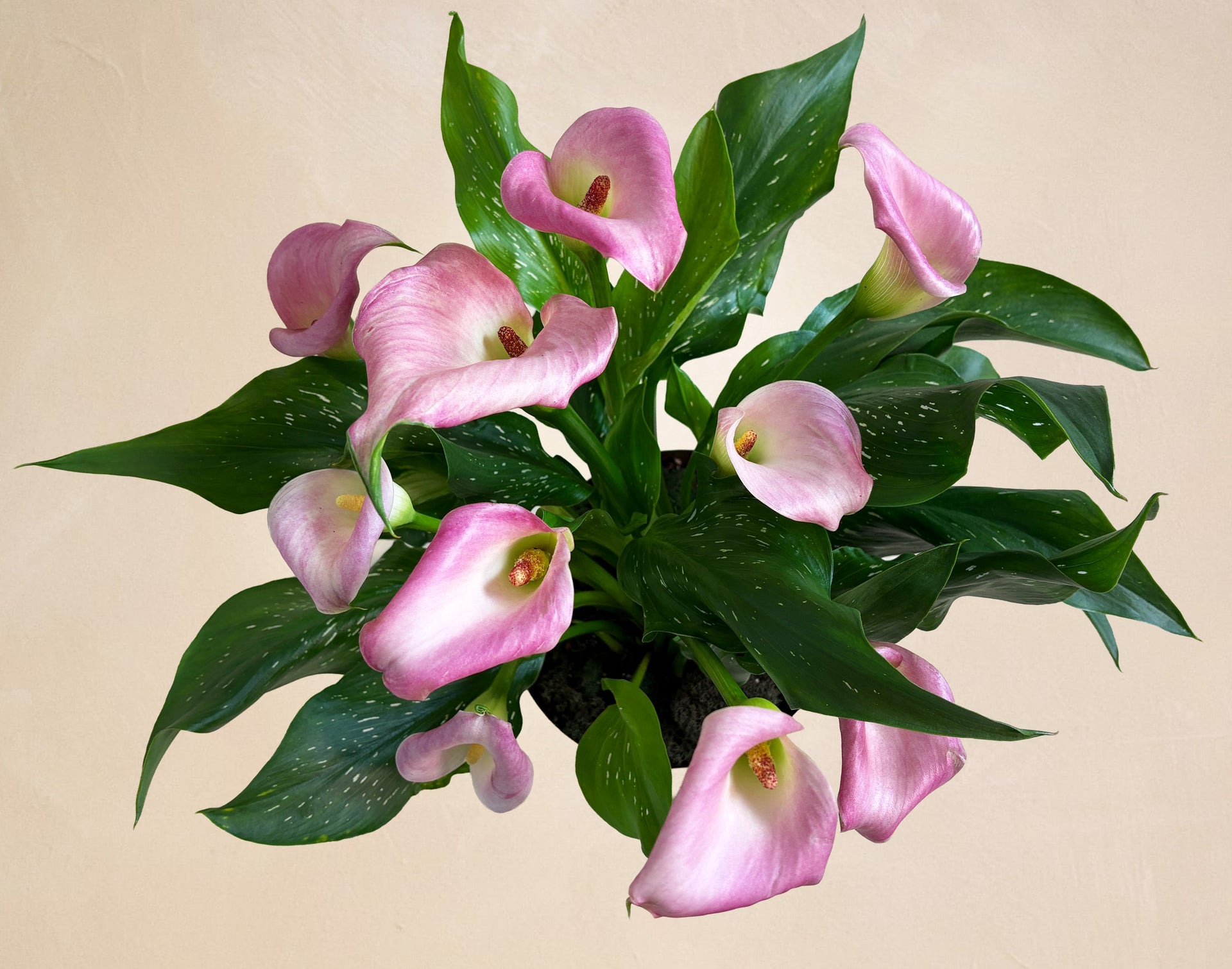 calla lily cut flower The Blushing Beauty