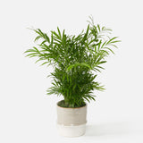 The Breezy Palm