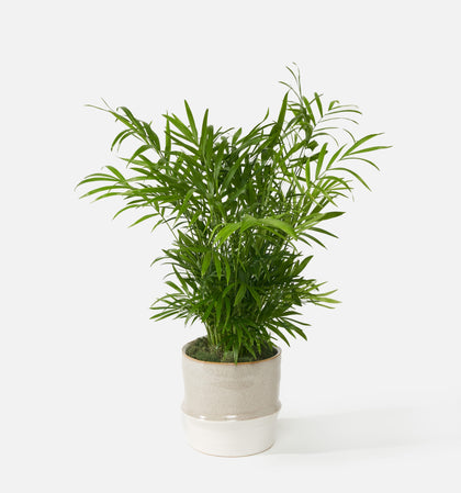 The Breezy Palm