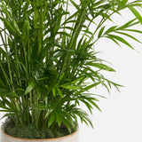 The Breezy Palm
