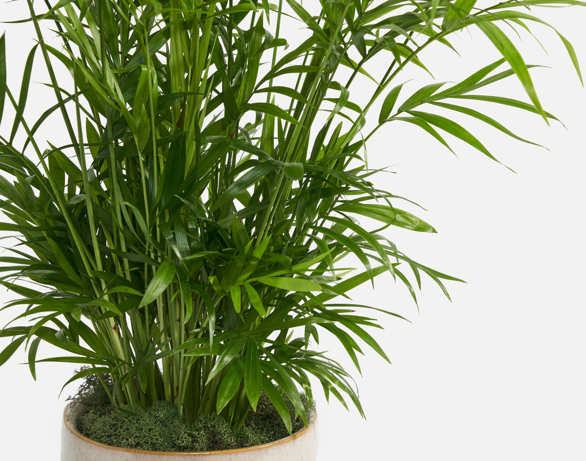 The Breezy Palm