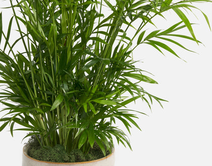 The Breezy Palm