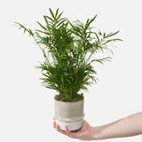 The Breezy Palm