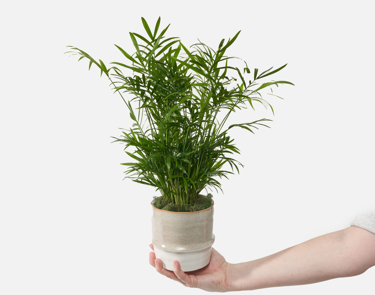 The Breezy Palm