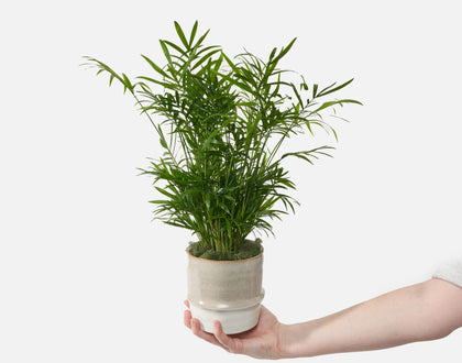 The Breezy Palm