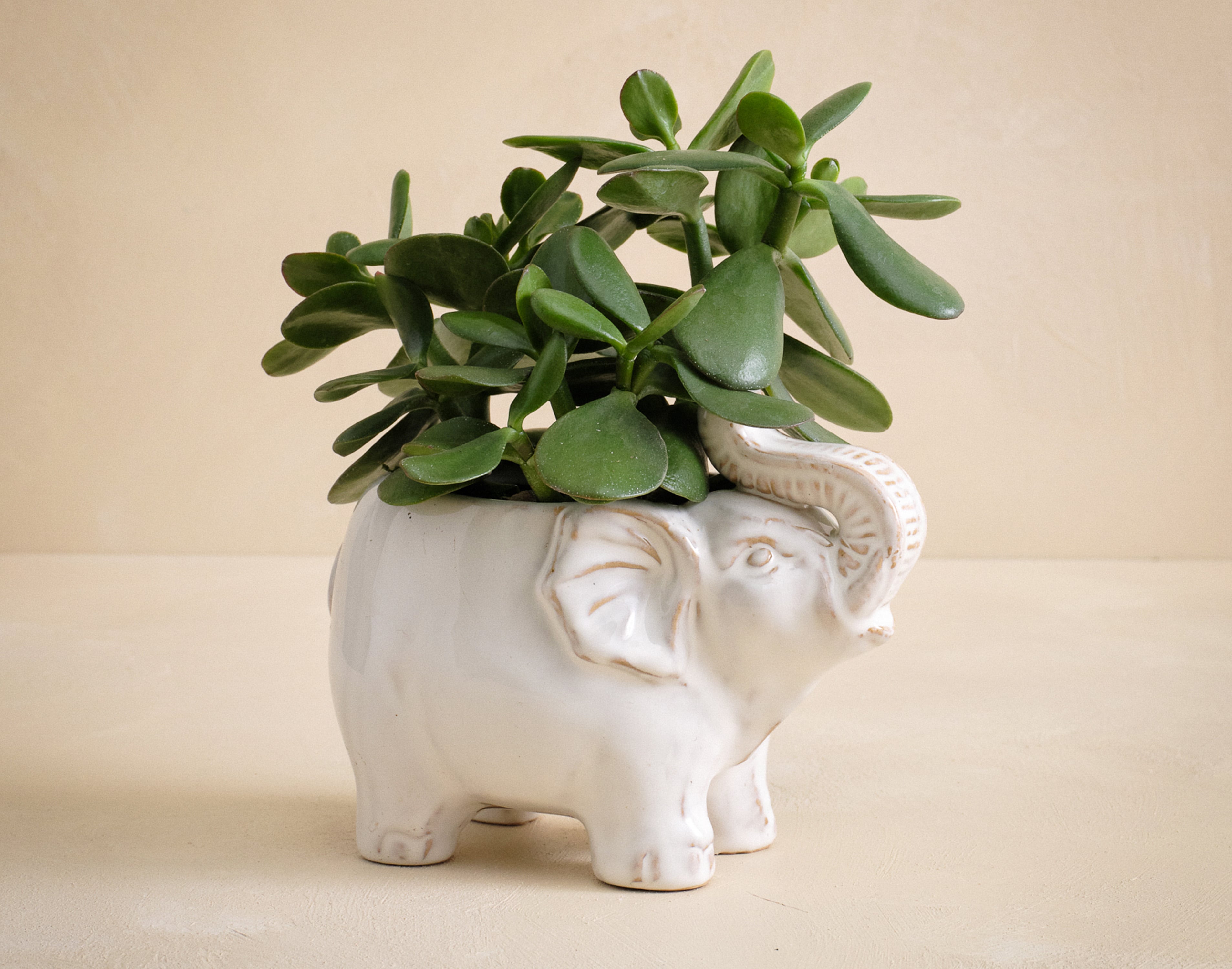 The Good Omen | UrbanStems Flower Delivery