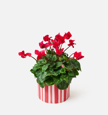 The Stocking Stuffer