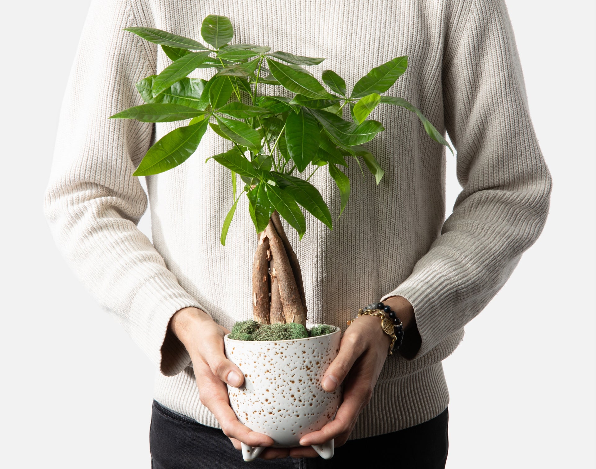 money tree support The Dinero