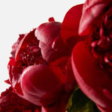 The Cherry