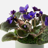 The Classic Violet