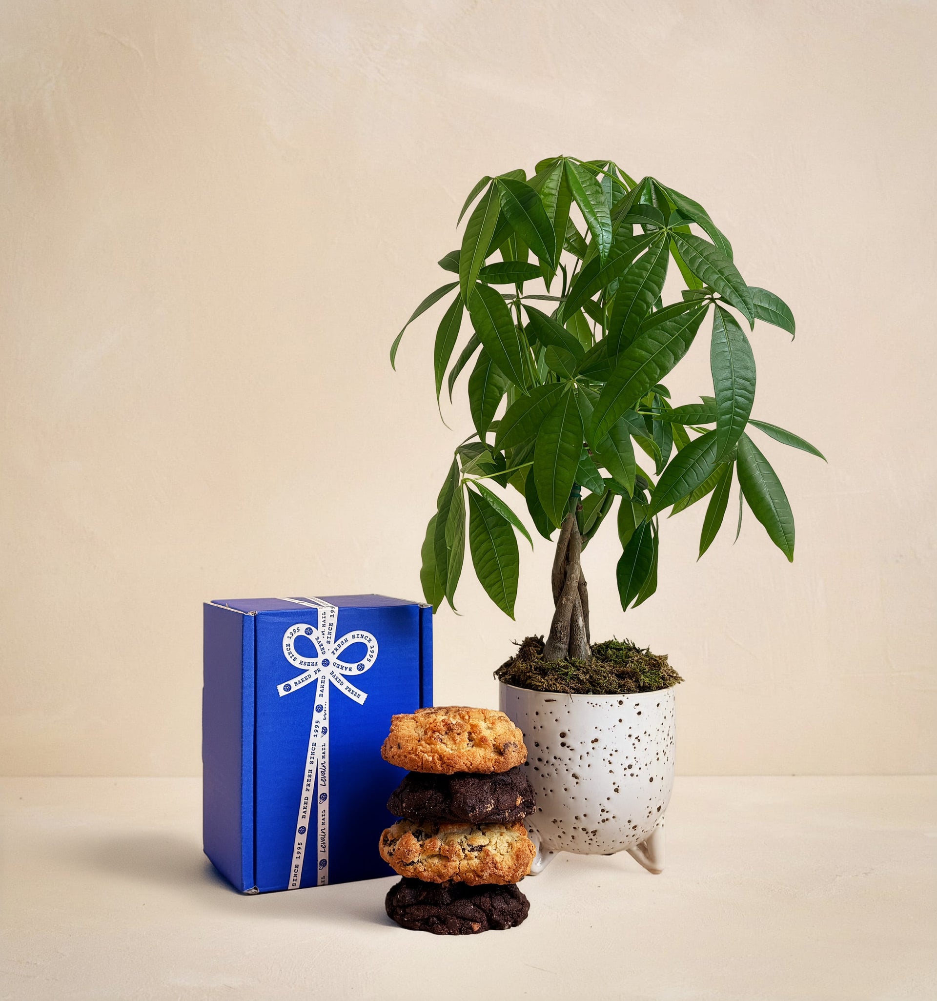 house plants by mail The Dough