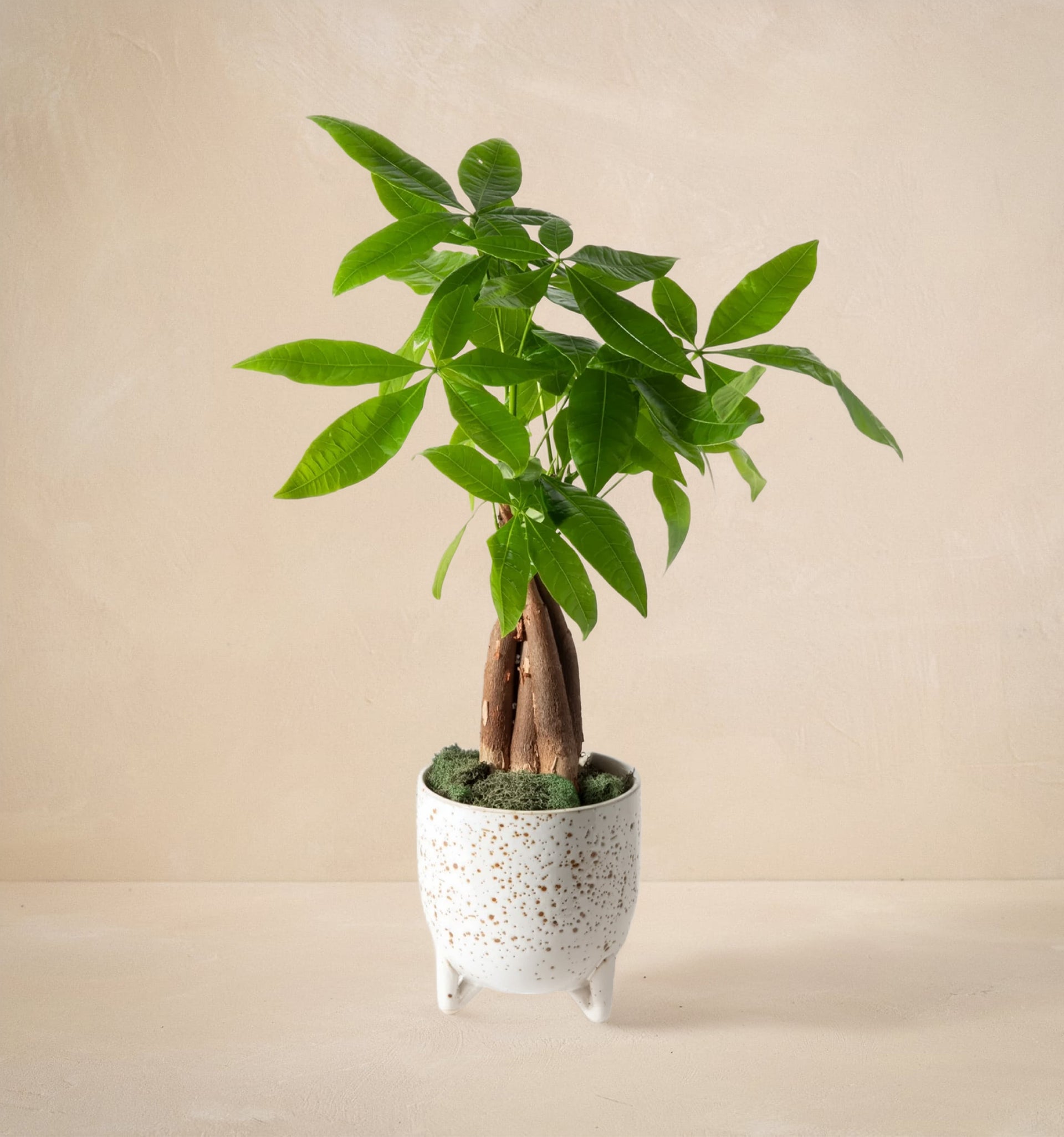 single stem money tree The Dinero