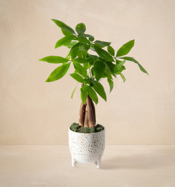 money tree in spanish The Dinero