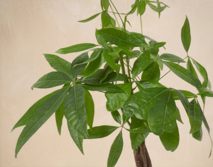 Green leafy plant against a beige background