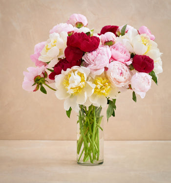 Double The Alaskan Peony