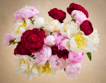 Double The Alaskan Peony