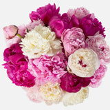 Double The Alaskan Peony