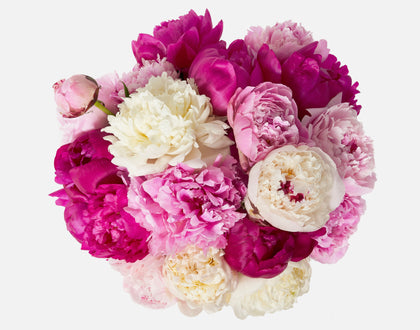 Double The Alaskan Peony