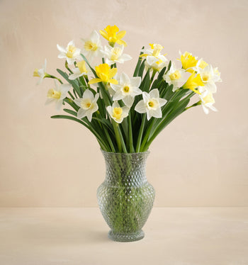 Double The Daffodil Fields