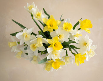 Double The Daffodil Fields