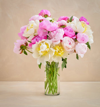 Double the Grower's Choice Peony