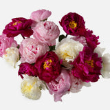 Double the Grower's Choice Peony