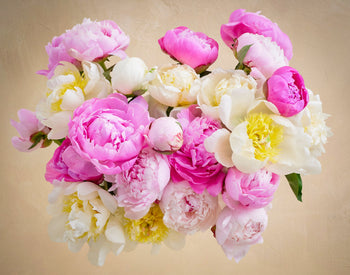 Double the Grower's Choice Peony