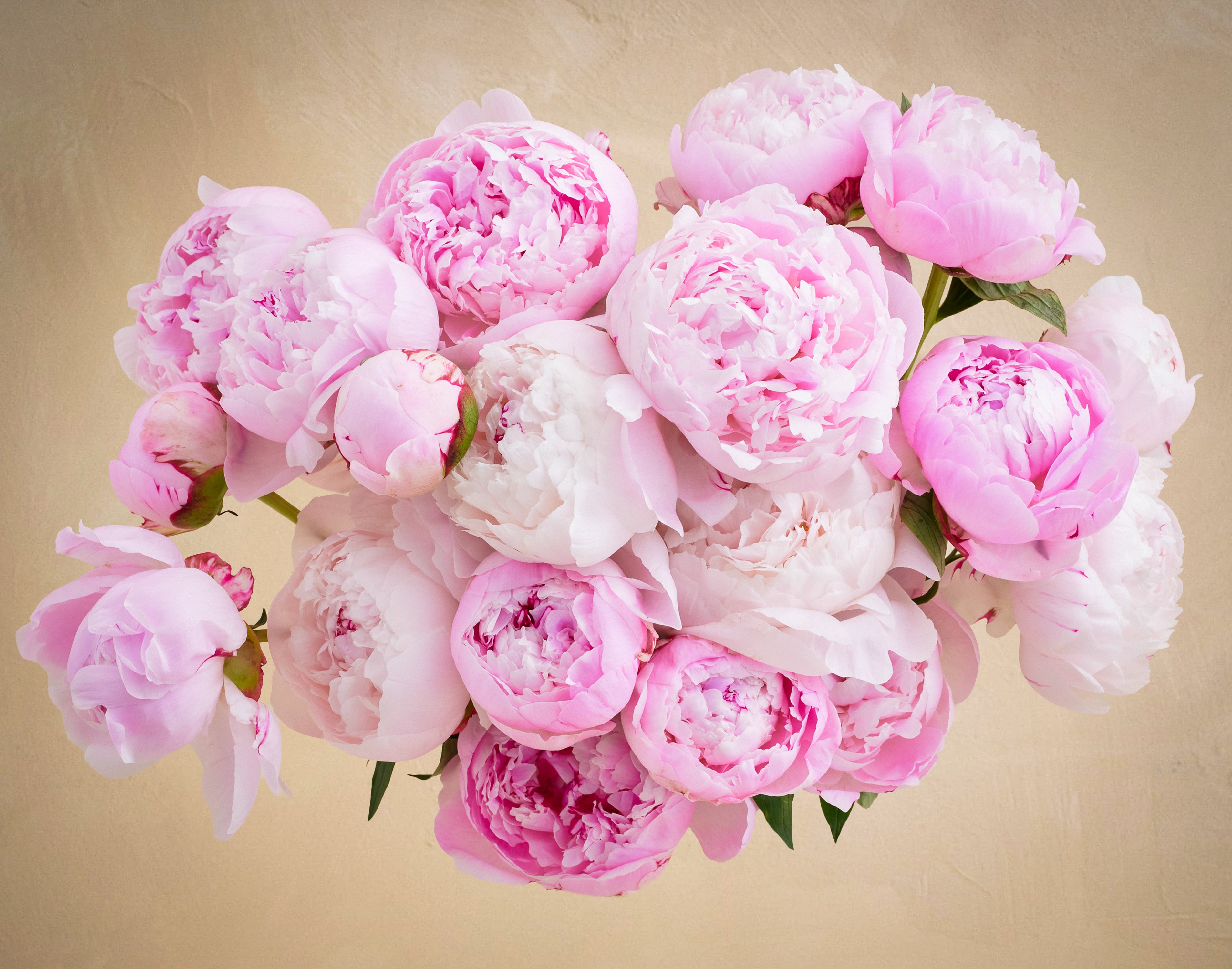 Double the Peony | UrbanStems Flower Delivery