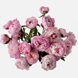 Double the Peony
